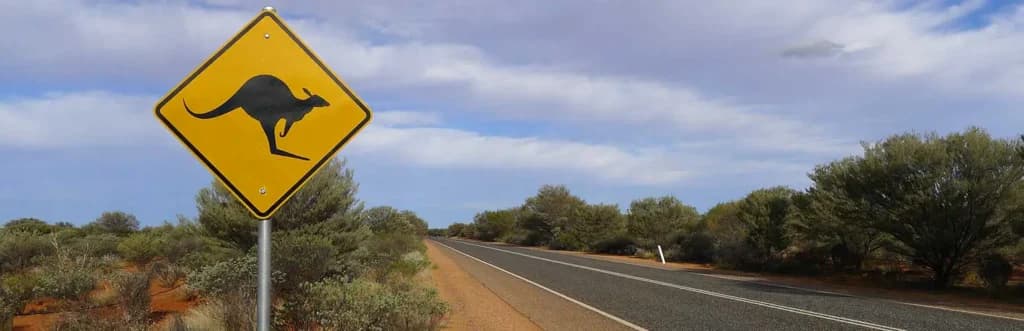What To Do if You Hit a Kangaroo or Another Wild Animal While Driving