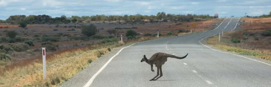 How To Avoid Collisions With Kangaroos and Other Wild Animals